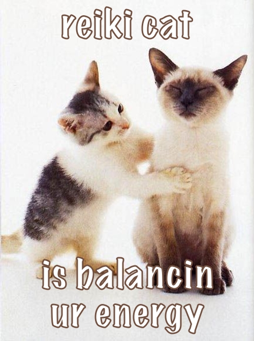 reiki cat is balancin ur energy: cute meme of one cat with its paws around another cat